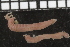  ( - ZMBN_98172)  @11 [ ] CreativeCommons - Attribution Non-Commercial Share-Alike (2015) University of Bergen University of Bergen, Natural History Collections