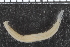  ( - ZMBN_98173)  @11 [ ] CreativeCommons - Attribution Non-Commercial Share-Alike (2015) University of Bergen University of Bergen, Natural History Collections