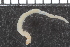  (Eclysippe sp - ZMBN_98178)  @13 [ ] CreativeCommons - Attribution Non-Commercial Share-Alike (2015) University of Bergen University of Bergen, Natural History Collections