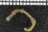  ( - ZMBN_98199)  @11 [ ] CreativeCommons - Attribution Non-Commercial Share-Alike (2015) University of Bergen University of Bergen, Natural History Collections