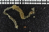  (Johnstonia - ZMBN_98205)  @11 [ ] CreativeCommons - Attribution Non-Commercial Share-Alike (2015) University of Bergen University of Bergen, Natural History Collections