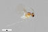  (Peromyia brevispina - ZFMK-TIS-2520742)  @13 [ ] CreativeCommons  Attribution Share-Alike (by-sa) 4.0  Unspecified Zoologisches Forschungsmuseum Alexander Koenig