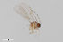  (Peromyia subbicolor - ZFMK-TIS-2527204)  @11 [ ] CreativeCommons  Attribution Share-Alike (by-sa) 4.0  Unspecified Zoologisches Forschungsmuseum Alexander Koenig