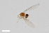  (Peromyia modesta - ZFMK-TIS-2527228)  @11 [ ] CreativeCommons  Attribution Share-Alike (by-sa) 4.0  Unspecified Zoologisches Forschungsmuseum Alexander Koenig