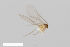  (Peromyia bicolor - ZFMK-TIS-2527238)  @11 [ ] CreativeCommons  Attribution Share-Alike (by-sa) 4.0  Unspecified Zoologisches Forschungsmuseum Alexander Koenig