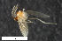  ( - ZFMK-TIS-2527345)  @11 [ ] CreativeCommons  Attribution Share-Alike (by-sa) 4.0  Unspecified Zoologisches Forschungsmuseum Alexander Koenig