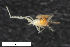  ( - ZFMK-TIS-2527357)  @11 [ ] CreativeCommons  Attribution Share-Alike (by-sa) 4.0  Unspecified Zoologisches Forschungsmuseum Alexander Koenig