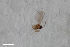  (Peromyia pumiloides - ZFMK-TIS-2549406)  @11 [ ] CreativeCommons  Attribution Share-Alike (by-sa) 4.0  Unspecified Zoologisches Forschungsmuseum Alexander Koenig