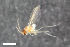  (Peromyia scirrhosa - ZFMK-TIS-2549441)  @11 [ ] CreativeCommons  Attribution Share-Alike (by-sa) 4.0  Unspecified Zoologisches Forschungsmuseum Alexander Koenig