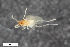  (Peromyia sanguinea - ZFMK-TIS-2549443)  @12 [ ] CreativeCommons  Attribution Share-Alike (by-sa) 4.0  Unspecified Zoologisches Forschungsmuseum Alexander Koenig
