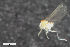  (Peromyia tundrae - ZFMK-TIS-2549444)  @11 [ ] CreativeCommons  Attribution Share-Alike (by-sa) 4.0  Unspecified Zoologisches Forschungsmuseum Alexander Koenig