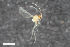  (Peromyia aeratipennis - ZFMK-TIS-2549450)  @11 [ ] CreativeCommons  Attribution Share-Alike (by-sa) 4.0  Unspecified Zoologisches Forschungsmuseum Alexander Koenig