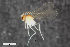  ( - ZFMK-TIS-2549457)  @11 [ ] CreativeCommons  Attribution Share-Alike (by-sa) 4.0  Unspecified Zoologisches Forschungsmuseum Alexander Koenig
