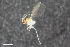  (Peromyia boreophila - ZFMK-TIS-2549460)  @11 [ ] CreativeCommons  Attribution Share-Alike (by-sa) 4.0  Unspecified Zoologisches Forschungsmuseum Alexander Koenig