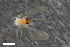  (Peromyia fagiphila - ZFMK-TIS-2565314)  @11 [ ] CreativeCommons  Attribution Share-Alike (by-sa) 4.0  Unspecified Zoologisches Forschungsmuseum Alexander Koenig