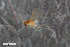  (Peromyia stenshuvudensis - ZFMK-TIS-2565322)  @11 [ ] CreativeCommons  Attribution Share-Alike (by-sa) 4.0  Unspecified Zoologisches Forschungsmuseum Alexander Koenig