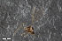  (Peromyia aurantiaca - ZFMK-TIS-2565371)  @11 [ ] CreativeCommons  Attribution Share-Alike (by-sa) 4.0  Unspecified Zoologisches Forschungsmuseum Alexander Koenig