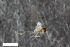  (Peromyia impexa - ZFMK-TIS-2565399)  @12 [ ] CreativeCommons  Attribution Share-Alike (by-sa) 4.0  Unspecified Zoologisches Forschungsmuseum Alexander Koenig
