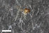  (Peromyia subanatina - ZFMK-TIS-2565402)  @11 [ ] CreativeCommons  Attribution Share-Alike (by-sa) 4.0  Unspecified Zoologisches Forschungsmuseum Alexander Koenig