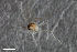  (Peromyia bidentata - ZFMK-TIS-2565407)  @11 [ ] CreativeCommons  Attribution Share-Alike (by-sa) 4.0  Unspecified Zoologisches Forschungsmuseum Alexander Koenig