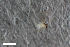  (Peromyia intermedia - ZFMK-TIS-2565408)  @11 [ ] CreativeCommons  Attribution Share-Alike (by-sa) 4.0  Unspecified Zoologisches Forschungsmuseum Alexander Koenig