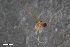  (Peromyia longistylata - ZFMK-TIS-2565432)  @12 [ ] CreativeCommons  Attribution Share-Alike (by-sa) 4.0  Unspecified Zoologisches Forschungsmuseum Alexander Koenig
