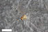  (Peromyia upupoides - ZFMK-TIS-2565525)  @11 [ ] CreativeCommons  Attribution Share-Alike (by-sa) 4.0  Unspecified Zoologisches Forschungsmuseum Alexander Koenig