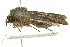 ( - 10MA-0029)  @13 [ ] CreativeCommons - Attribution (2010) CBG Photography Group Centre for Biodiversity Genomics