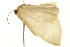  ( - 10MA-0035)  @12 [ ] CreativeCommons - Attribution (2010) CBG Photography Group Centre for Biodiversity Genomics