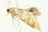  ( - 10MA-0079)  @12 [ ] CreativeCommons - Attribution (2010) CBG Photography Group Centre for Biodiversity Genomics