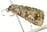  ( - TDWG-0023)  @14 [ ] CreativeCommons - Attribution (2010) CBG Photography Group Centre for Biodiversity Genomics