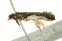  ( - TDWG-0059)  @12 [ ] CreativeCommons - Attribution (2010) CBG Photography Group Centre for Biodiversity Genomics