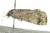  ( - TDWG-0078)  @14 [ ] CreativeCommons - Attribution (2010) CBG Photography Group Centre for Biodiversity Genomics