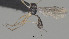  ( - CCDB-38200-B08)  @11 [ ] CreativeCommons Attribution ShareAlike (2023) (2023) M J Sharkey Research Collection of Michael Sharkey