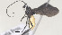  (alyMalaise01 Malaise0578 - CCDB-38200-D08)  @11 [ ] CreativeCommons Attribution ShareAlike (2023) (2023) M J Sharkey Research Collection of Michael Sharkey