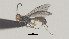 ( - CCDB-38200-D10)  @11 [ ] CreativeCommons Attribution ShareAlike (2023) (2023) M J Sharkey Research Collection of Michael Sharkey