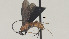  (Cremnops meabilis - CCDB-38201-C12)  @11 [ ] CreativeCommons Attribution ShareAlike (2023) (2023) M J Sharkey Research Collection of Michael Sharkey