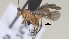  ( - CCDB-38201-F04)  @11 [ ] CreativeCommons Attribution ShareAlike (2023) (2023) M J Sharkey Research Collection of Michael Sharkey