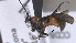  ( - CCDB-38205-B03)  @11 [ ] CreativeCommons Attribution ShareAlike (2023) (2023) M J Sharkey Research Collection of Michael Sharkey