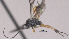  ( - CCDB-38205-B10)  @11 [ ] CreativeCommons Attribution ShareAlike (2023) (2023) M J Sharkey Research Collection of Michael Sharkey