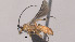  ( - CCDB-38205-F08)  @11 [ ] CreativeCommons Attribution ShareAlike (2023) (2023) M J Sharkey Research Collection of Michael Sharkey