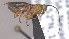  ( - CCDB-38205-F10)  @11 [ ] CreativeCommons Attribution ShareAlike (2023) (2023) M J Sharkey Research Collection of Michael Sharkey