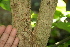  ( - BioBot00464)  @11 [ ] Copyright (2010) Unspecified Unspecified