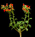  ( - JE-5218)  @11 [ ] Unspecified (default): All Rights Reserved  Unspecified Unspecified