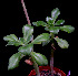 (Echeveria nuda - JE-5824)  @11 [ ] Unspecified (default): All Rights Reserved  Unspecified Unspecified
