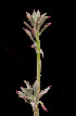  (Echeveria chapalensis - JE-5070)  @11 [ ] Unspecified (default): All Rights Reserved  Unspecified Unspecified