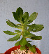 (Echeveria chiapensis - JE-6099)  @11 [ ] Unspecified (default): All Rights Reserved  Unspecified Unspecified