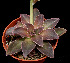  (Echeveria racemosa - JE-5847)  @11 [ ] Unspecified (default): All Rights Reserved  Unspecified Unspecified