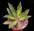  (Echeveria canaliculata - JE-5374)  @11 [ ] Unspecified (default): All Rights Reserved  Unspecified Unspecified