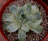  (Echeveria elegans - JE-6345)  @11 [ ] Unspecified (default): All Rights Reserved  Unspecified Unspecified